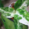 Aglaonema picutum variegated from Aceh Sumatra 🦍-TGK-RIIX0044LH-🦍  / アグラオネマピクタム斑入り/TGK輸入便 - 画像 (3)