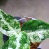 Aglaonema picutum variegated from Aceh Sumatra 🦍-TGK-RIIX0044LH-🦍  / アグラオネマピクタム斑入り/TGK輸入便 - 画像 (4)
