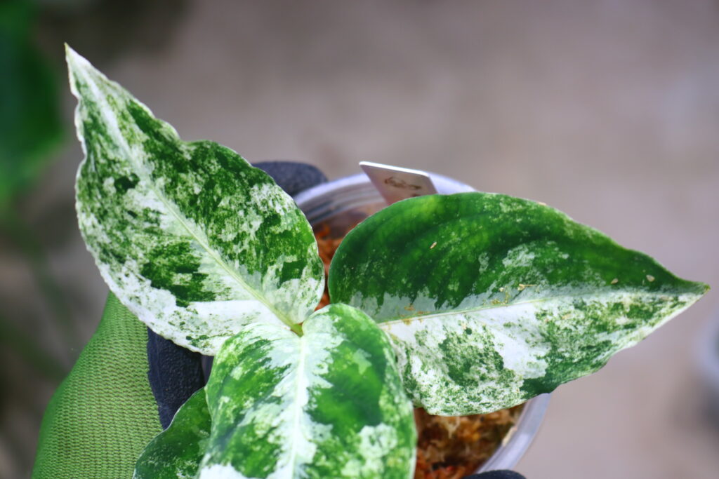 2 アグラオネマ　ピクタム　ファントム　Aglaonema picutum Aglaonema picutm