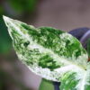 Aglaonema picutum variegated from Aceh Sumatra 🦍-TGK-RIIX0044LH-🦍  / アグラオネマピクタム斑入り/TGK輸入便 - 画像 (5)