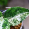 Aglaonema picutum variegated from Aceh Sumatra 🦍-TGK-RIIX0044LH-🦍  / アグラオネマピクタム斑入り/TGK輸入便 - 画像 (6)