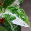 Aglaonema picutum variegated from Aceh Sumatra 🦍-TGK-RIIX0044LH-🦍  / アグラオネマピクタム斑入り/TGK輸入便 - 画像 (7)