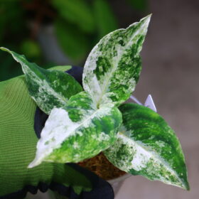 Aglaonema picutum variegated from Aceh Sumatra 🦍-TGK-RIIX0044LH-🦍  / アグラオネマピクタム斑入り/TGK輸入便