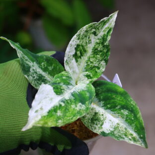 Aglaonema picutum variegated from Aceh Sumatra 🦍-TGK-RIIX0044LH-🦍  / アグラオネマピクタム斑入り/TGK輸入便