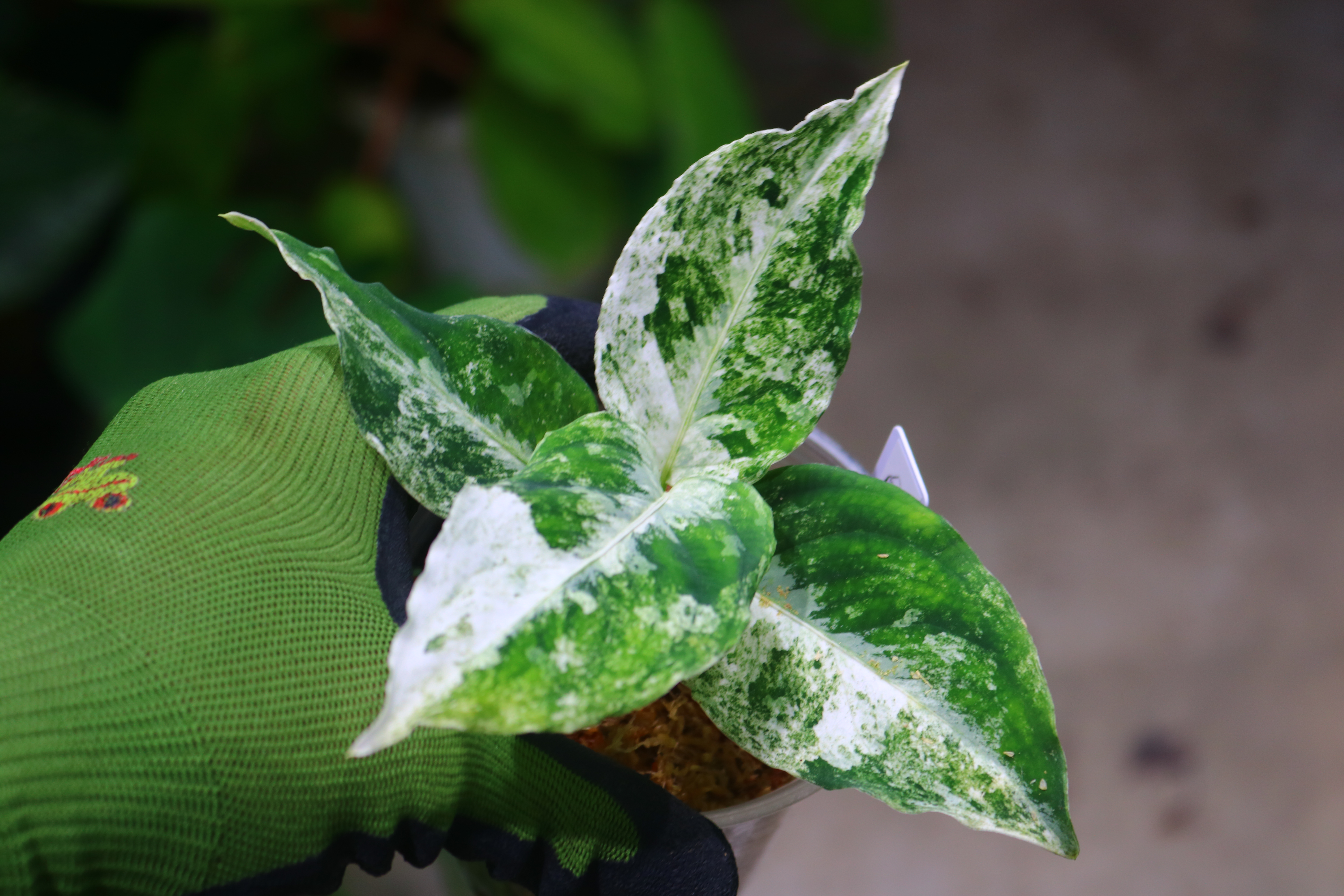 エクセル 　Aglaonema Khum Koonなど Aglaonema Coco Melon - 60 cm