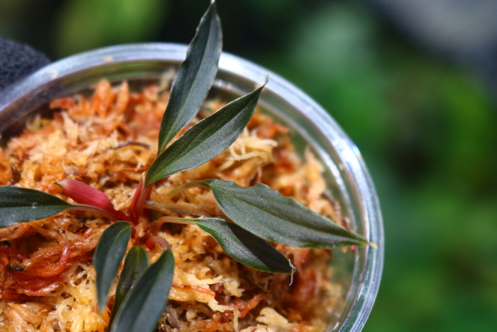 Homalomena from Kalimantan Barat ホマロメナ Homalomena sp. 'Variegated' Kalimantan Barat Nanga Mahap(1