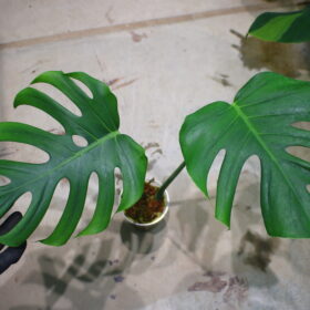 🦍 -TGK-r3012s-🦍/モンステラ デリシオーサ ディープリー ローブド フォーム（深切れ込みタイプ)/Monstera deliciosa 〔deeply lobed form〕 4 from Japan 国内実生増殖株管理No. 4