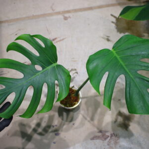 🦍 -TGK-r3012s-🦍/モンステラ デリシオーサ ディープリー ローブド フォーム（深切れ込みタイプ)/Monstera deliciosa 〔deeply lobed form〕 4 from Japan 国内実生増殖株管理No. 4