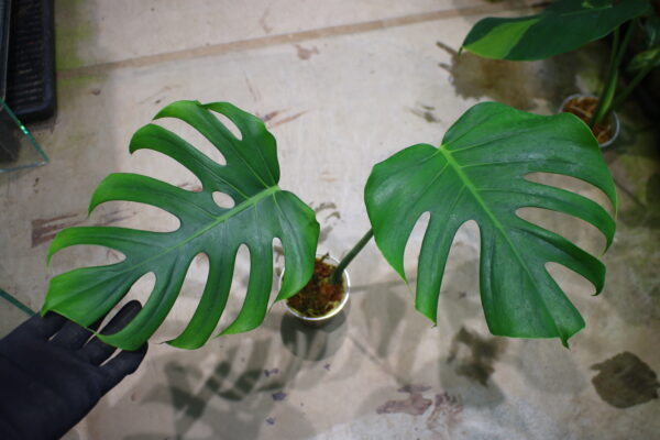 🦍 -TGK-r3012s-🦍/モンステラ デリシオーサ ディープリー ローブド フォーム（深切れ込みタイプ)/Monstera deliciosa 〔deeply lobed form〕 4 from Japan 国内実生増殖株管理No. 4
