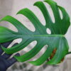 🦍 -TGK-r3012s-🦍/モンステラ デリシオーサ ディープリー ローブド フォーム（深切れ込みタイプ)/Monstera deliciosa 〔deeply lobed form〕 4 from Japan 国内実生増殖株管理No. 4 - 画像 (3)