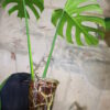 🦍 -TGK-r3012s-🦍/モンステラ デリシオーサ ディープリー ローブド フォーム（深切れ込みタイプ)/Monstera deliciosa 〔deeply lobed form〕 4 from Japan 国内実生増殖株管理No. 4 - 画像 (5)