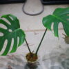 🦍 -TGK-r3012s-🦍/モンステラ デリシオーサ ディープリー ローブド フォーム（深切れ込みタイプ)/Monstera deliciosa 〔deeply lobed form〕 4 from Japan 国内実生増殖株管理No. 4 - 画像 (6)