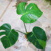 国内実生増殖株管理No.1 / Monstera deliciosa variegated from Japan (green on green type)  🦍-TGK-r3012s - 🦍 - 画像 (2)