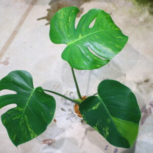 国内実生増殖株管理No.1 / Monstera deliciosa variegated from Japan (green on green type)  🦍-TGK-r3012s - 🦍