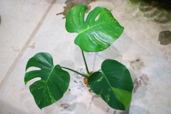 国内実生増殖株管理No.1 / Monstera deliciosa variegated from Japan (green on green type)  🦍-TGK-r3012s - 🦍