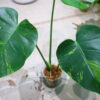 国内実生増殖株管理No.1 / Monstera deliciosa variegated from Japan (green on green type)  🦍-TGK-r3012s - 🦍 - 画像 (8)