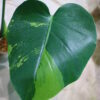 国内実生増殖株管理No.1 / Monstera deliciosa variegated from Japan (green on green type)  🦍-TGK-r3012s - 🦍 - 画像 (6)