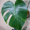 国内実生増殖株管理No.1 / Monstera deliciosa variegated from Japan (green on green type)  🦍-TGK-r3012s - 🦍 - 画像 (7)