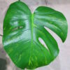 国内実生増殖株管理No.1 / Monstera deliciosa variegated from Japan (green on green type)  🦍-TGK-r3012s - 🦍 - 画像 (5)