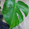 国内実生増殖株管理No.1 / Monstera deliciosa variegated from Japan (green on green type)  🦍-TGK-r3012s - 🦍 - 画像 (4)