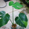 国内実生増殖株管理No.1 / Monstera deliciosa variegated from Japan (green on green type)  🦍-TGK-r3012s - 🦍 - 画像 (3)