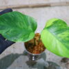 🦍-TGK-r0307s-🦍/Monstera deliciosa variegated (borsigana type mint) from Japan /国内実生増殖株管理No.2 - 画像 (2)