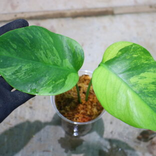 🦍-TGK-r0307s-🦍/Monstera deliciosa variegated (borsigana type mint) from Japan /国内実生増殖株管理No.2