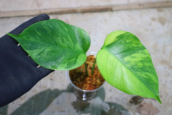 🦍-TGK-r0307s-🦍/Monstera deliciosa variegated (borsigana type mint) from Japan /国内実生増殖株管理No.2