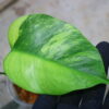 🦍-TGK-r0307s-🦍/Monstera deliciosa variegated (borsigana type mint) from Japan /国内実生増殖株管理No.2 - 画像 (5)