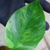 🦍-TGK-r0307s-🦍/Monstera deliciosa variegated (borsigana type mint) from Japan /国内実生増殖株管理No.2 - 画像 (4)