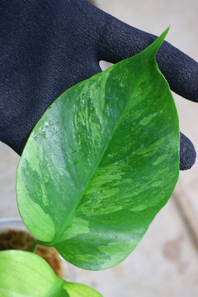 橋*矢様 【珍希少】Monstera deliciosa 選抜個体'奇形葉'スペ 橋*矢様 【珍希少】Monstera deliciosa 選抜個体'奇形葉'スペ