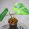 🦍-TGK-r0307s-🦍/Monstera deliciosa variegated (borsigana type mint) from Japan /国内実生増殖株管理No.2 - 画像 (3)
