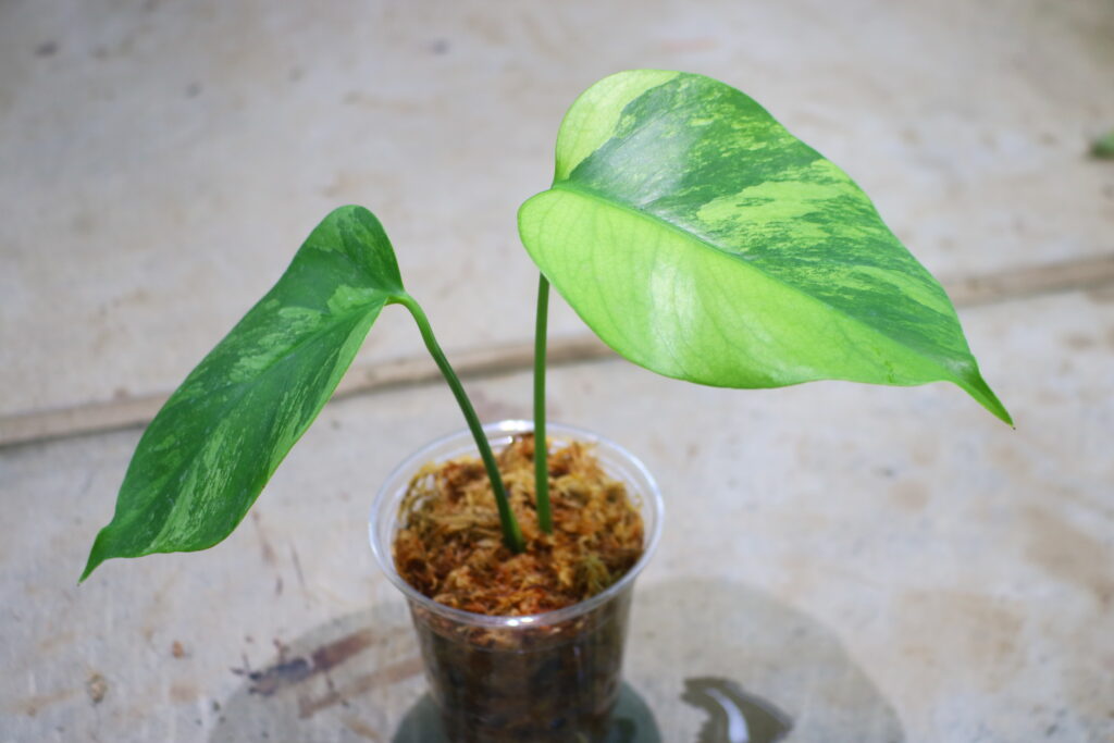 モンステラ・ポトス CARYOTA URENS `VARIEGATED` Keith Higaki | Haworthia obtusa 'Yutan' variegated [油単