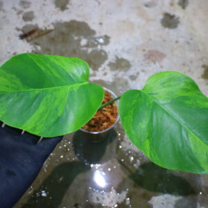 -TGK-r60402-/Monstera deliciosa var, borsigana green on green variegated / モンステラ ボルシギアナ　グリーンオングリーン 斑入り