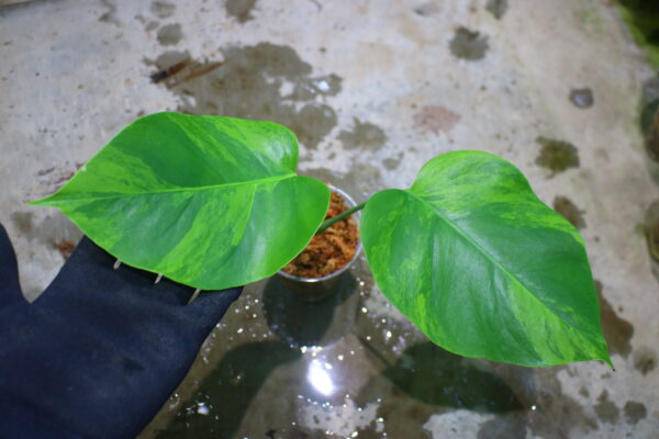-TGK-r60402-/Monstera deliciosa var, borsigana green on green variegated / モンステラ ボルシギアナ　グリーンオングリーン 斑入り