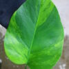 -TGK-r60402-/Monstera deliciosa var, borsigana green on green variegated / モンステラ ボルシギアナ　グリーンオングリーン 斑入り - 画像 (3)