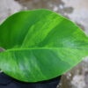 -TGK-r60402-/Monstera deliciosa var, borsigana green on green variegated / モンステラ ボルシギアナ　グリーンオングリーン 斑入り - 画像 (4)
