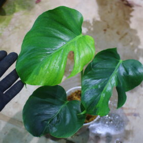 🦍 -TGK-r3012s- 🦍  / Monstera deliciosa green mint mutation from Japan 国内実生増殖株管理 No. 7