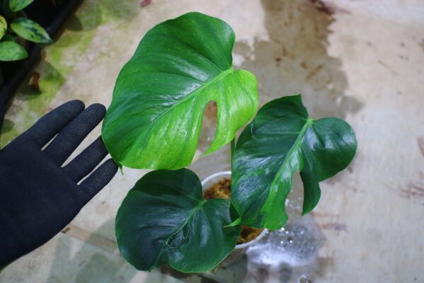 🦍 -TGK-r3012s- 🦍  / Monstera deliciosa green mint mutation from Japan 国内実生増殖株管理 No. 7