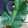 🦍 -TGK-r3012s- 🦍  / Monstera deliciosa green mint mutation from Japan 国内実生増殖株管理 No. 7 - 画像 (8)