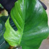🦍 -TGK-r3012s- 🦍  / Monstera deliciosa green mint mutation from Japan 国内実生増殖株管理 No. 7 - 画像 (5)