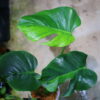 🦍 -TGK-r3012s- 🦍  / Monstera deliciosa green mint mutation from Japan 国内実生増殖株管理 No. 7 - 画像 (2)