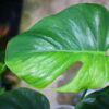 🦍 -TGK-r3012s- 🦍  / Monstera deliciosa green mint mutation from Japan 国内実生増殖株管理 No. 7 - 画像 (7)