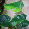 🦍 -TGK-r3012s- 🦍  / Monstera deliciosa green mint mutation from Japan 国内実生増殖株管理 No. 7 - 画像 (6)