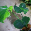 🦍 -TGK-r3012s- 🦍  / Monstera deliciosa green mint mutation from Japan 国内実生増殖株管理 No. 7 - 画像 (3)