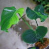 🦍 -TGK-r3012s- 🦍  / Monstera deliciosa green mint mutation from Japan 国内実生増殖株管理 No. 7 - 画像 (4)