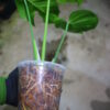 🦍 -TGK-r3012s- 🦍  / Monstera deliciosa green mint mutation from Japan 国内実生増殖株管理 No. 7 - 画像 (9)