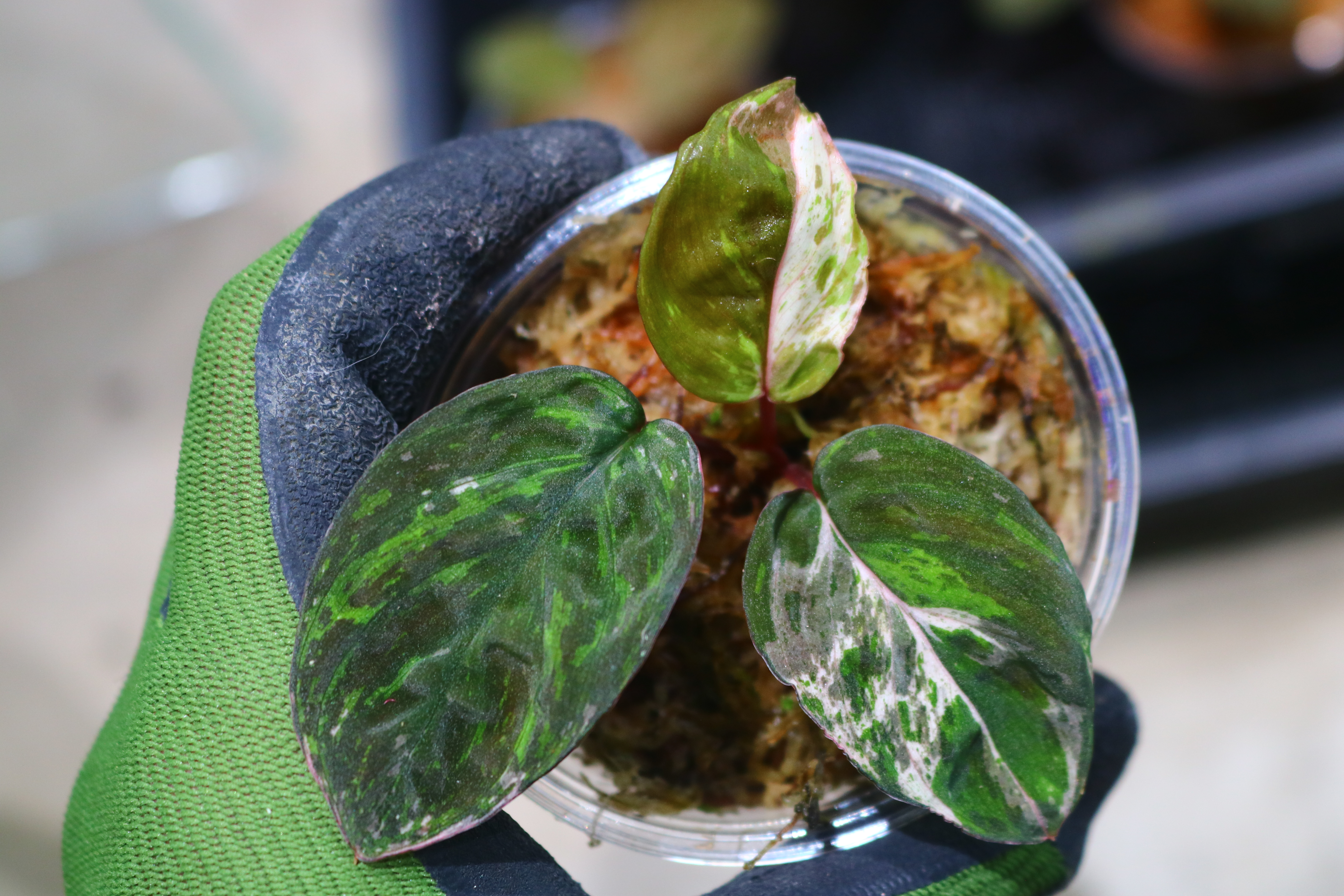 🦍-TGK-r20806lh-🦍/ホマロメナ斑入り/TGK輸入便 Homalomena sp. variegated from Kalimantan Barat Nanga Mahap - 画像 (2)