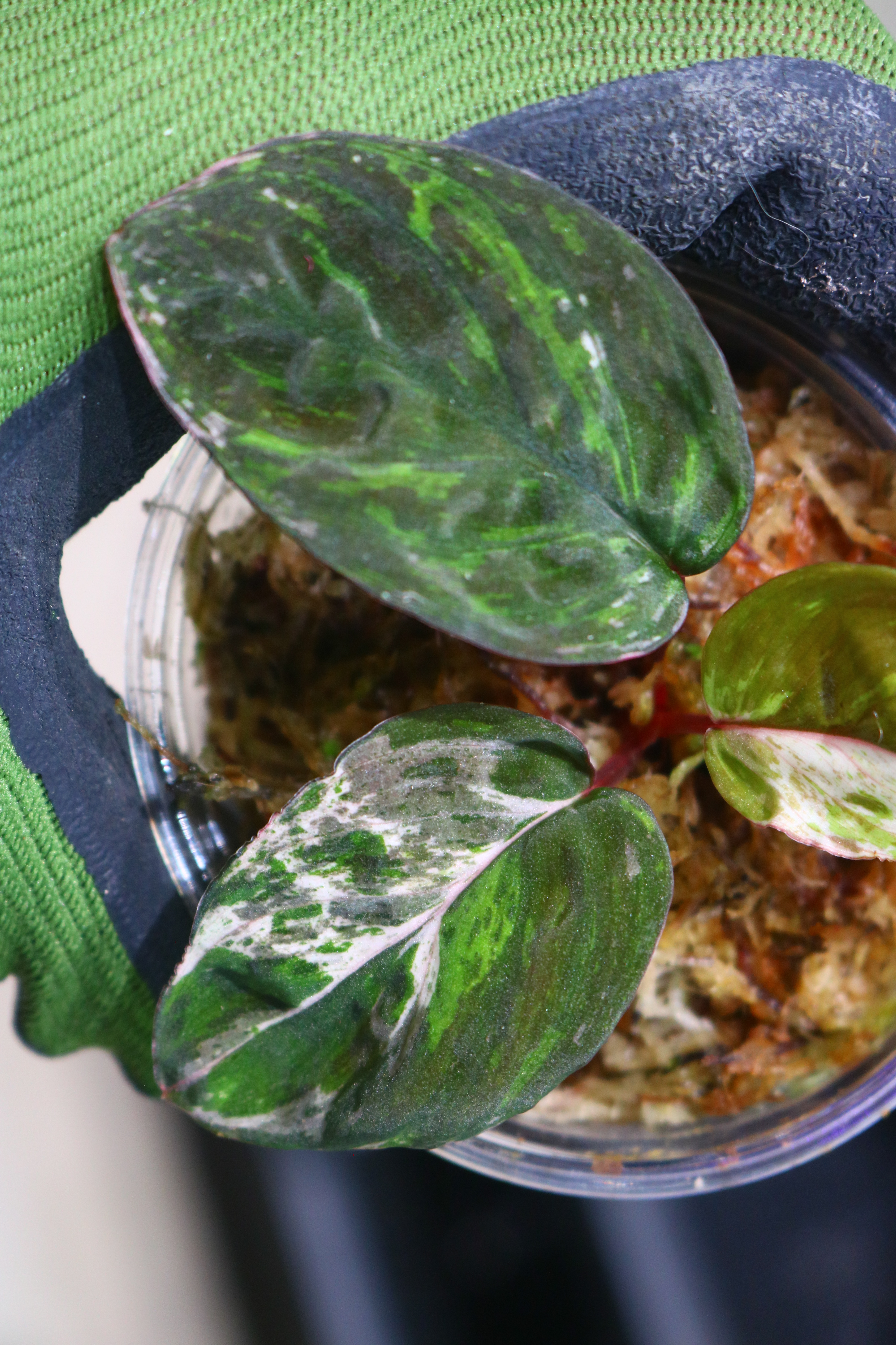 🦍-TGK-r20806lh-🦍/ホマロメナ斑入り/TGK輸入便 Homalomena sp. variegated from Kalimantan Barat Nanga Mahap - 画像 (3)