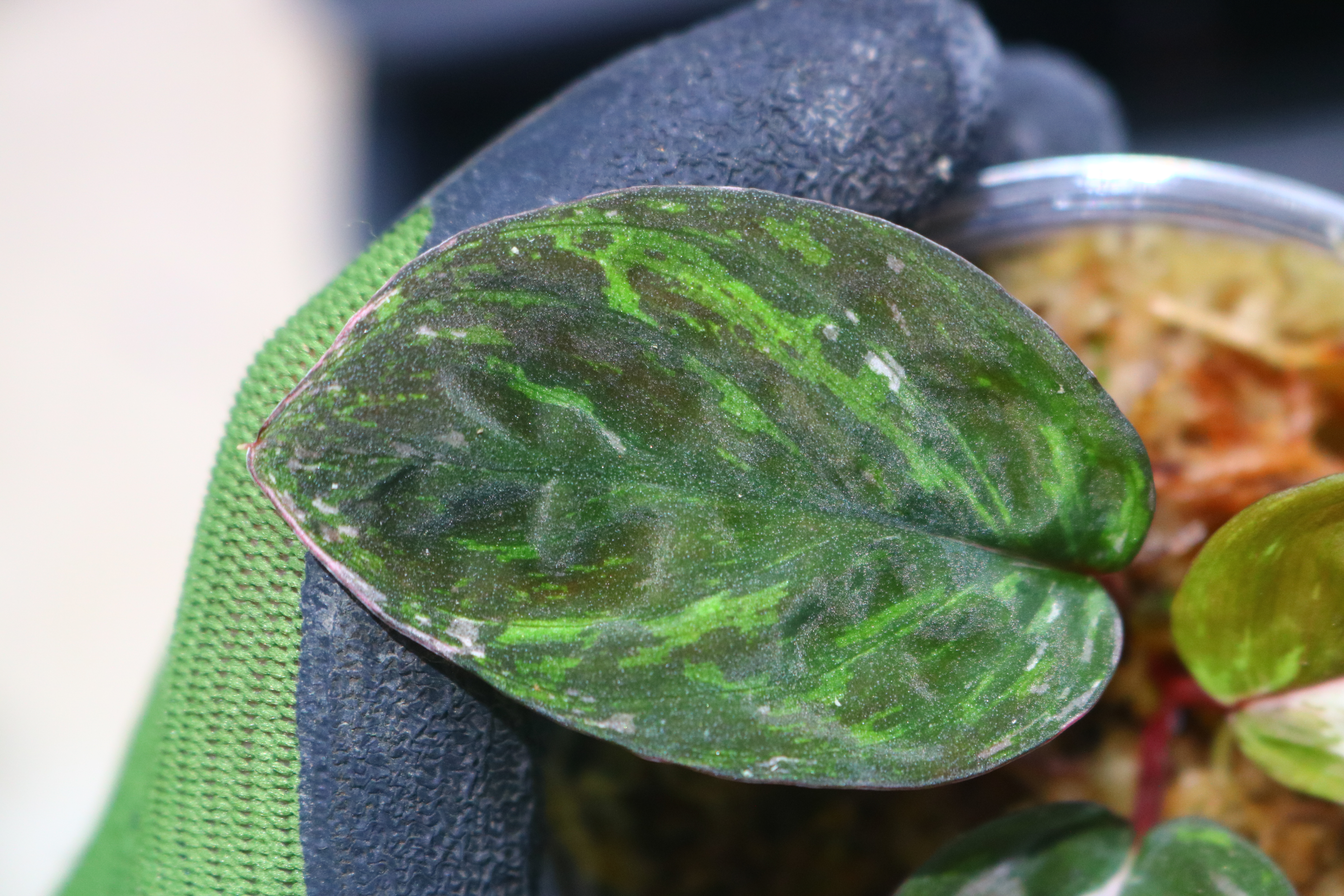 🦍-TGK-r20806lh-🦍/ホマロメナ斑入り/TGK輸入便 Homalomena sp. variegated from Kalimantan Barat Nanga Mahap - 画像 (4)